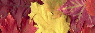 Wallpaper For U Nature Fb Profile Covers