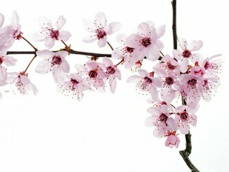 Spring Blooming Flowers Pink And Tiny On White Background