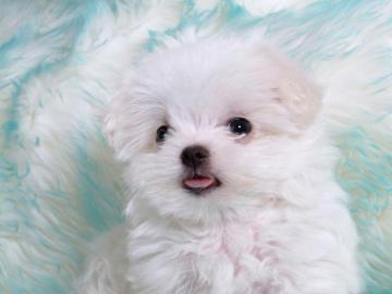 Cute Animal Wallpaper For Your Desktop