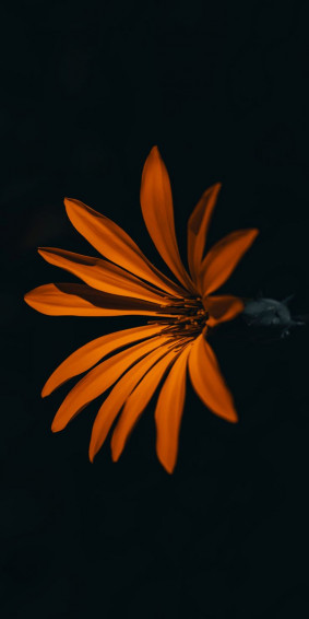 Flower Orange Dark Wallpaper Background