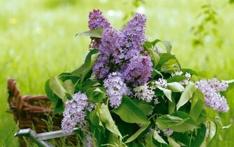 Spring Lilac Wallpaper