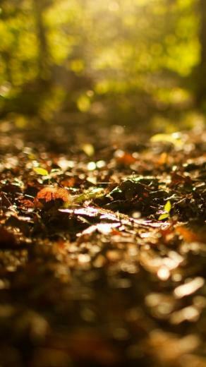 iPhone Wallpaper Fall Background