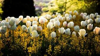 To Wallpaper Just Right Click On Pictures And Select Save