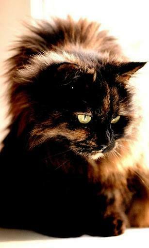 Tortoiseshell Cats Wallpaper For Android By Evgenij