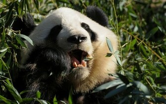 Funny Panda Bear Wallpaper Desktop