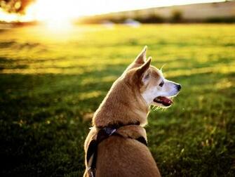 HD Cool Shiba Inu Wallpaper Saveourpuppy