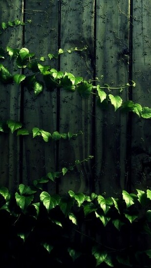 Leaves On Wood Panels Surface Rt Wallpaper