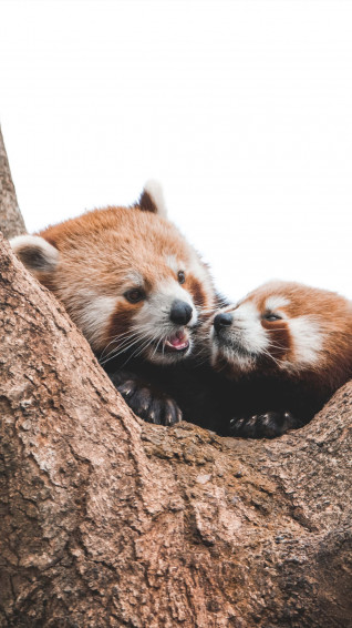Cute Red Panda Wallpaper