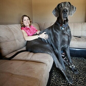 Funny Pictures Dogs Great Dane Wallpaper