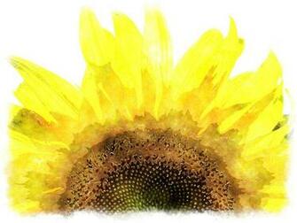 Watercolor Painting Sun Flower Jpg