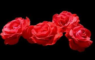 Buds Red Drops Black Background Wallpaper Ultra HD 4k