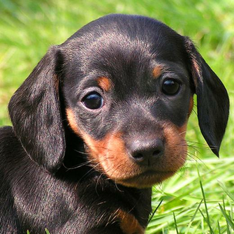 Weiner Dog Wallpaper On