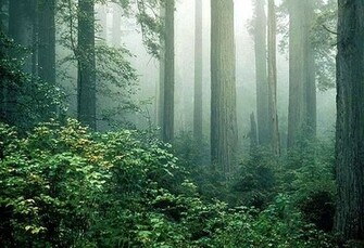 Redwood Rain Forest Wallpaper X