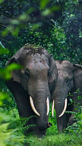 Wallpaper Elephant Cute Animals Jungle 4k