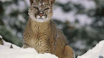 Desktop Wallpaper Mountain Lion Puma Montana