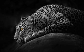 Dark Animals Wallpaper