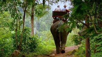 Jungle Animals Wallpaper