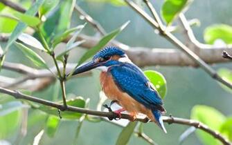 Blue Bird HD Wallpaper For Desktop Background