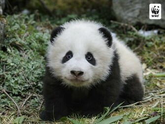Panda Wallpaper Image