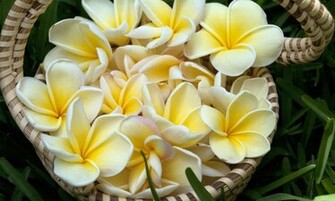 Plumeria Frangipani HD Wallpaper High Definition