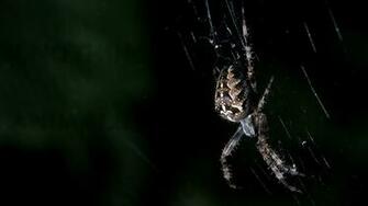 Spider Wallpaper Best