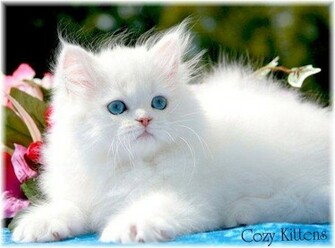 Most Beautiful White Cat Wallpaper
