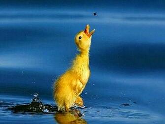 Baby Animals Image Ducks Wallpaper Photos