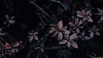 4k Leaves Plant Dark Wallpaper