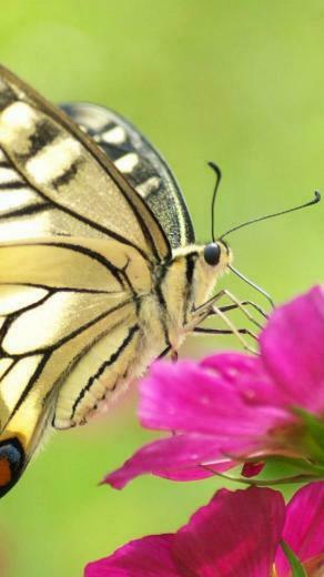 Butterfly Flower Wings Pattern Butterflys Beautiful