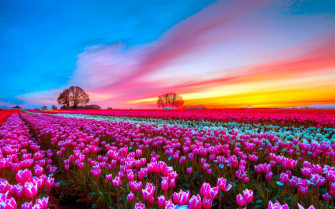 Pink Flower Sunset Sky Field Nature Tulip HD Wallpaper