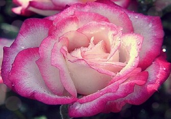 Soft Pink Rose Wallpaper HD Desktopinhq