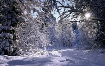 Rambling In Winter Forest X Photography