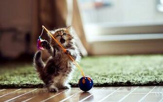 Funny Cat Fishing Game Wallpaper HD