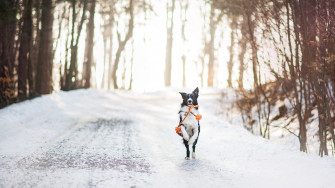 Wallpaper Dog Cute Animals Winter Snow Trees 4k