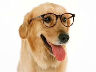 Dog Teacher Wallpaper Picture High Resolution