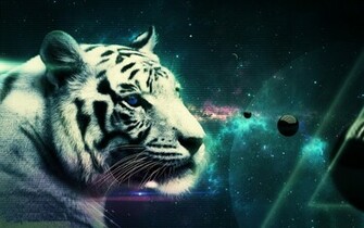 White Tiger Beautiful HD Image Sleeping High