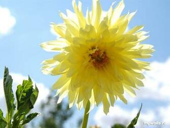 Dahlia Pictures And Wallpaper On Your Desktop For