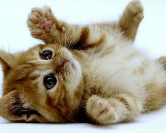 Super Cute Kitten Jpg 20cute