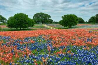 Bluebonnets Indian Paintbrush Pixdaus