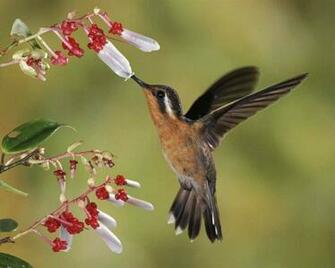 HD Wallpaper Pics Hummingbird