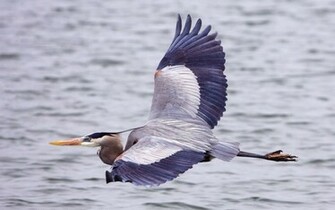 Wallpaper Great Blue Heron Bird