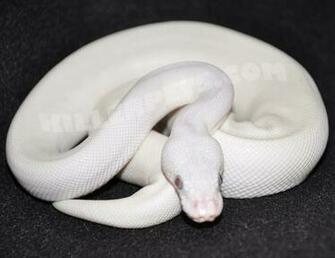 Hq HD 3d White Snake Wallpaper