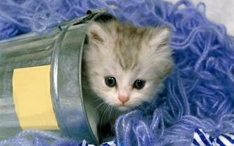 Wallpaper Gallery Cat Kittens