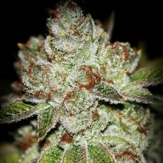 Category Nugs Posted On Wed May 27th By Thcfinder
