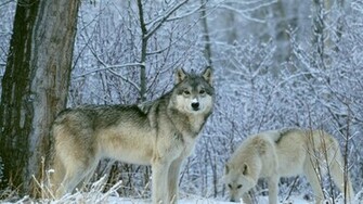 Pin Wolf Wallpaper Wallpaperwolf Cake On