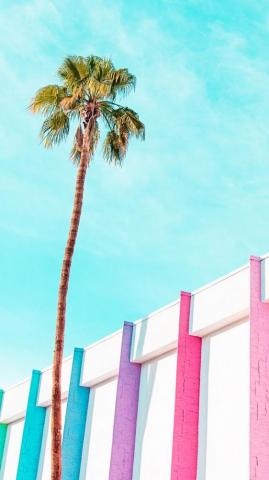 Palms Springs iPhone Wallpaper Palm Trees Tree