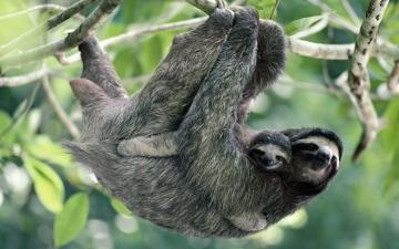 Three Toed Sloth HD Wallpaper Background Image