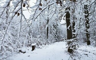 Snowy Day In The Forest Wallpaper