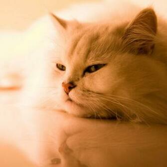 Model iPad Wallpaper Background HD