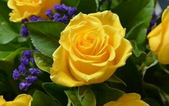 Flower Background Wallpaper Pictures Image Design Trends